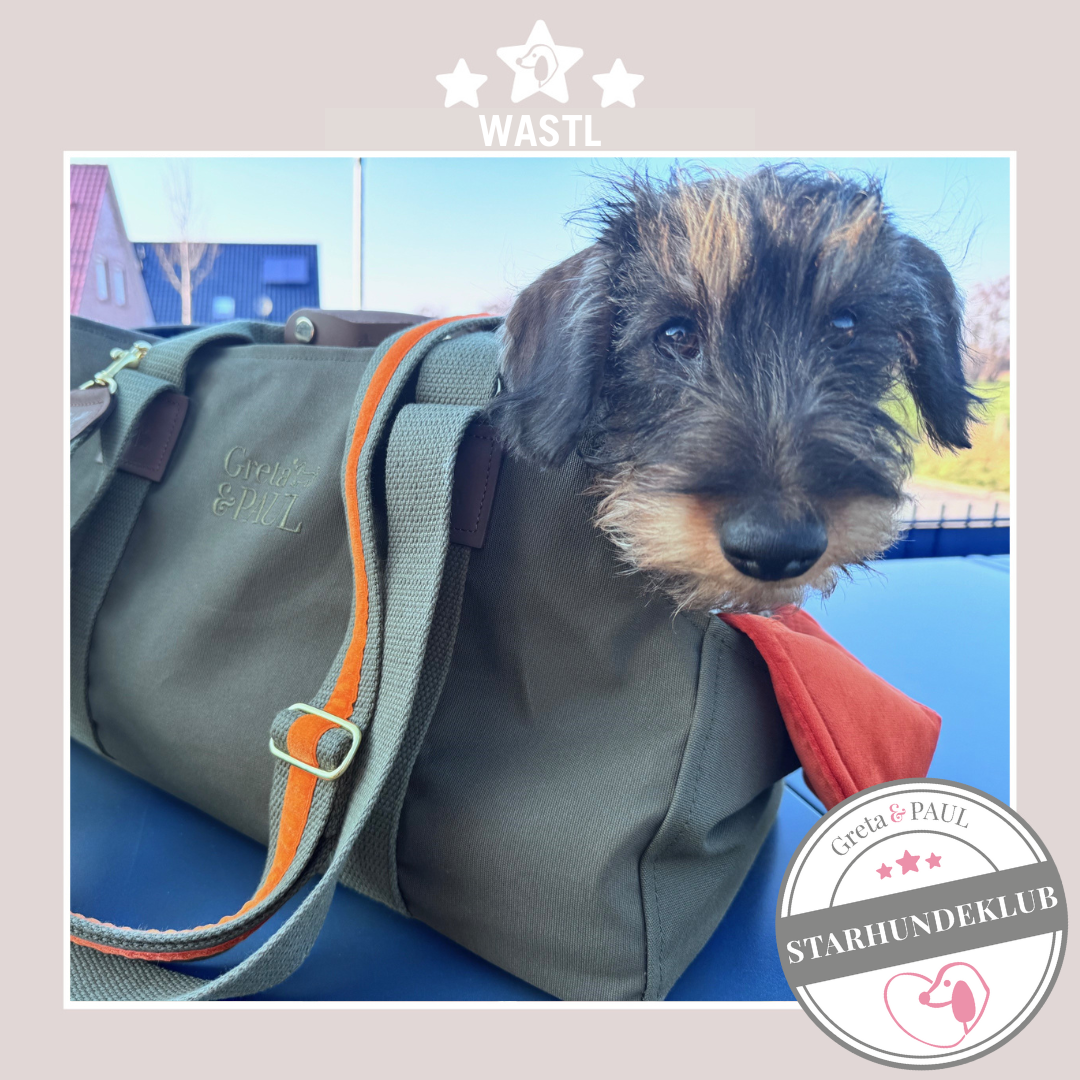 Starhundeklub-Mitglied Wastl guckt aus seiner gemütlichen Canvas-Hundetasche von Greta & PAUL.