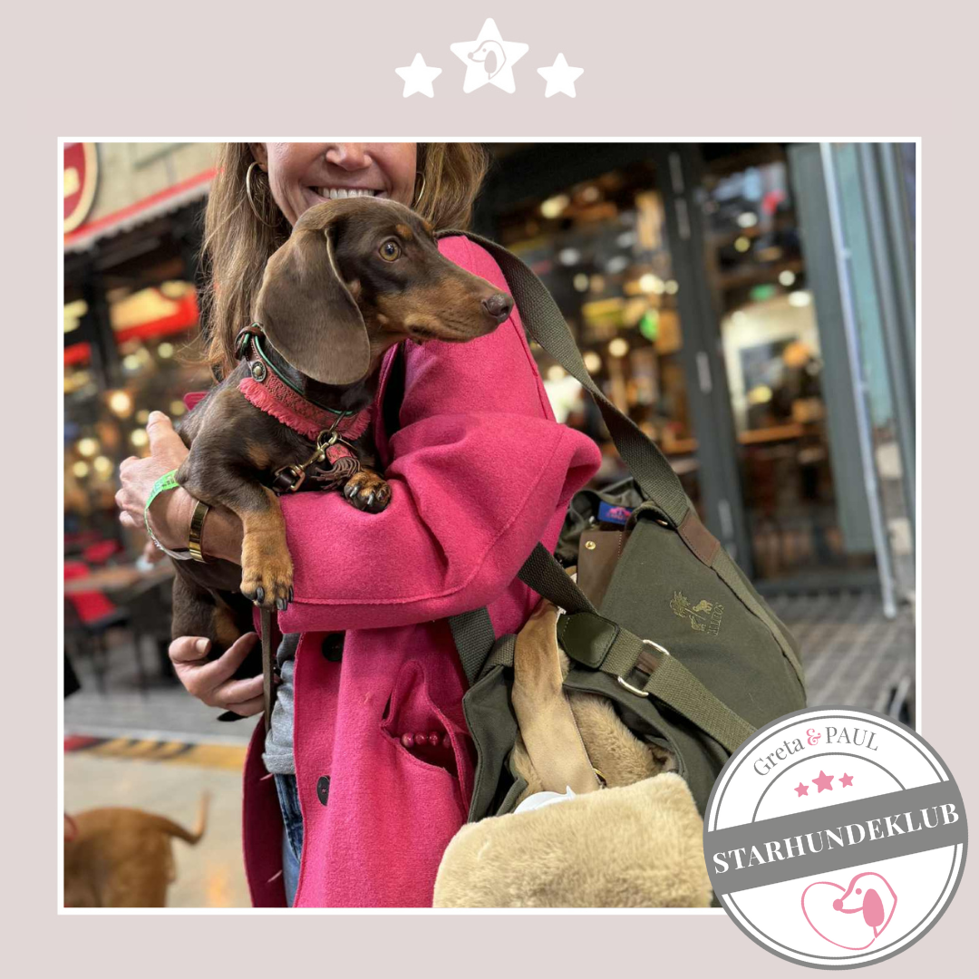 Starhundeklub-Mitglied (Name unbekannt) sitzt auf dem Arm der Hundehalterin, die eine khakifarbene Premium Hundetasche von Greta & PAUL hält.