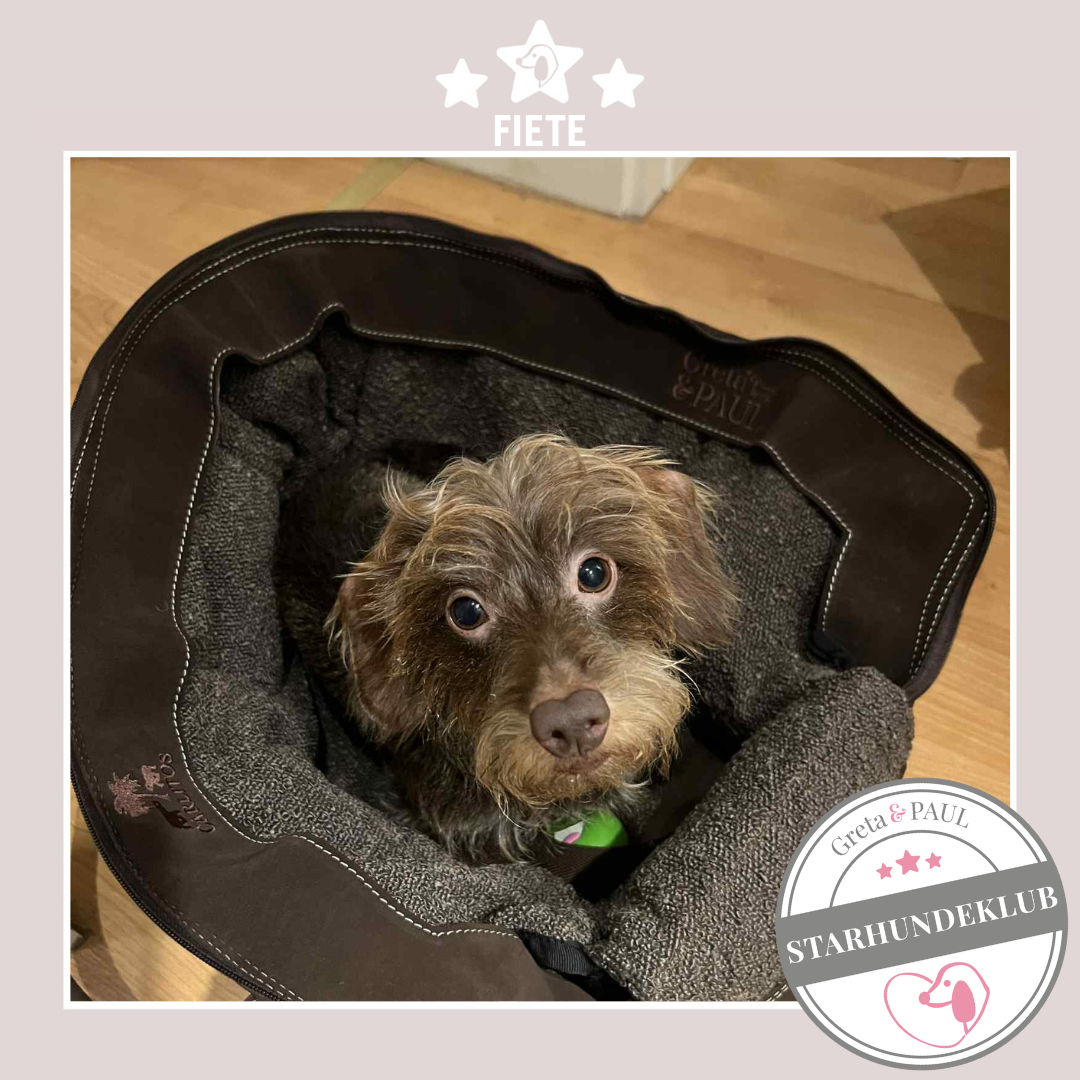 Starhundeklub-Mitglied Fiete in der handgefertigten Greta & PAUL Hundetasche mit Bouclé-Inlay.