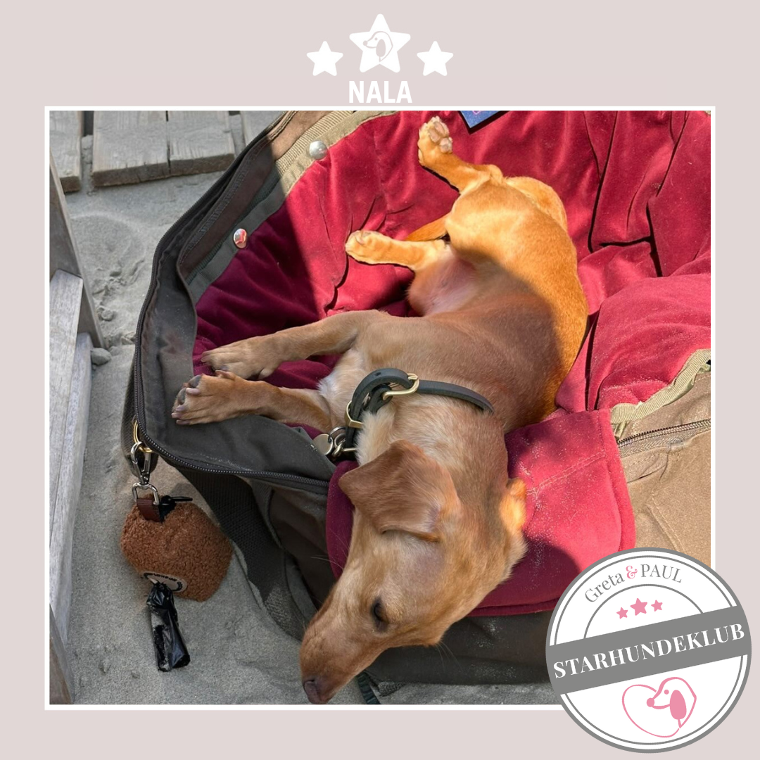 Starhundeklub-Mitglied Nala, liegt in ihrer gemütlichen, handgefertigten Hundetasche in Khaki von Greta & PAUL.