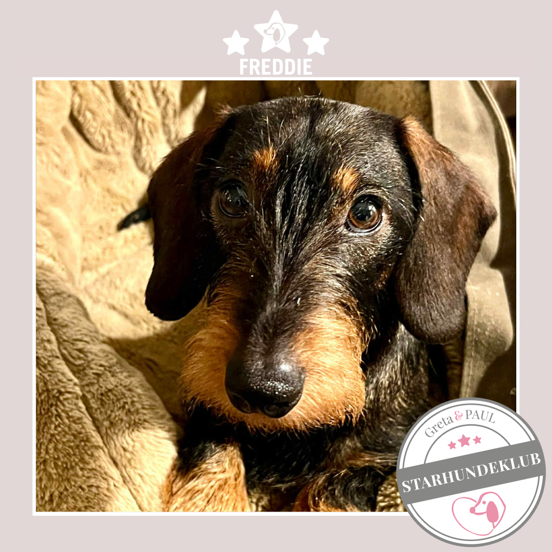 Starhundeklub-Mitglied Freddie in der handgefertigten Greta & PAUL Hundetasche mit Flausch-Inlay.