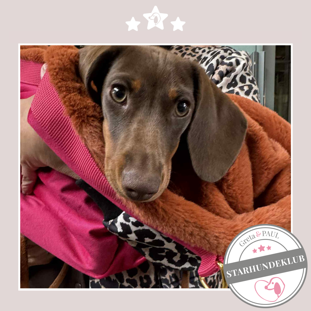 Starhundeklub-Mitglied mit unbekanntem Namen im Gretas Flausch-Wende Säckchen.