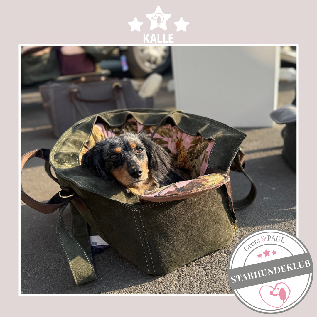 Starhundeklub-Mitglied Kalle, liegt in einer gemütlichen, handgefertigten Hundetasche in Khaki mit Pink-Leo Wende-Inlay von Greta & PAUL.