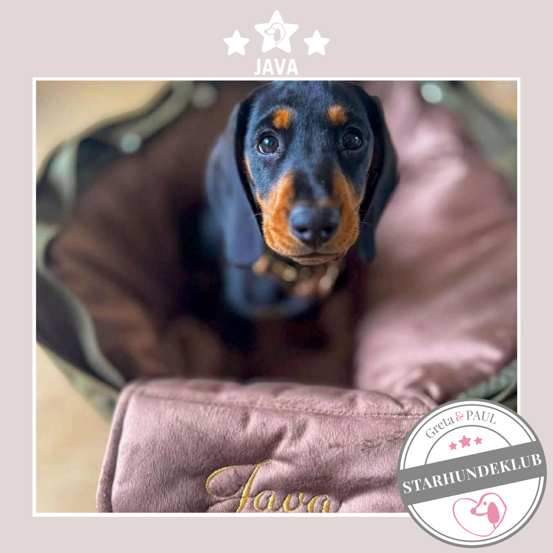 Starhundeklub-Mitglied Java in der handgefertigten Greta & PAUL Hundetasche mit rosafarbenem Samt-Inlay und personalisierter Namensbestickung.