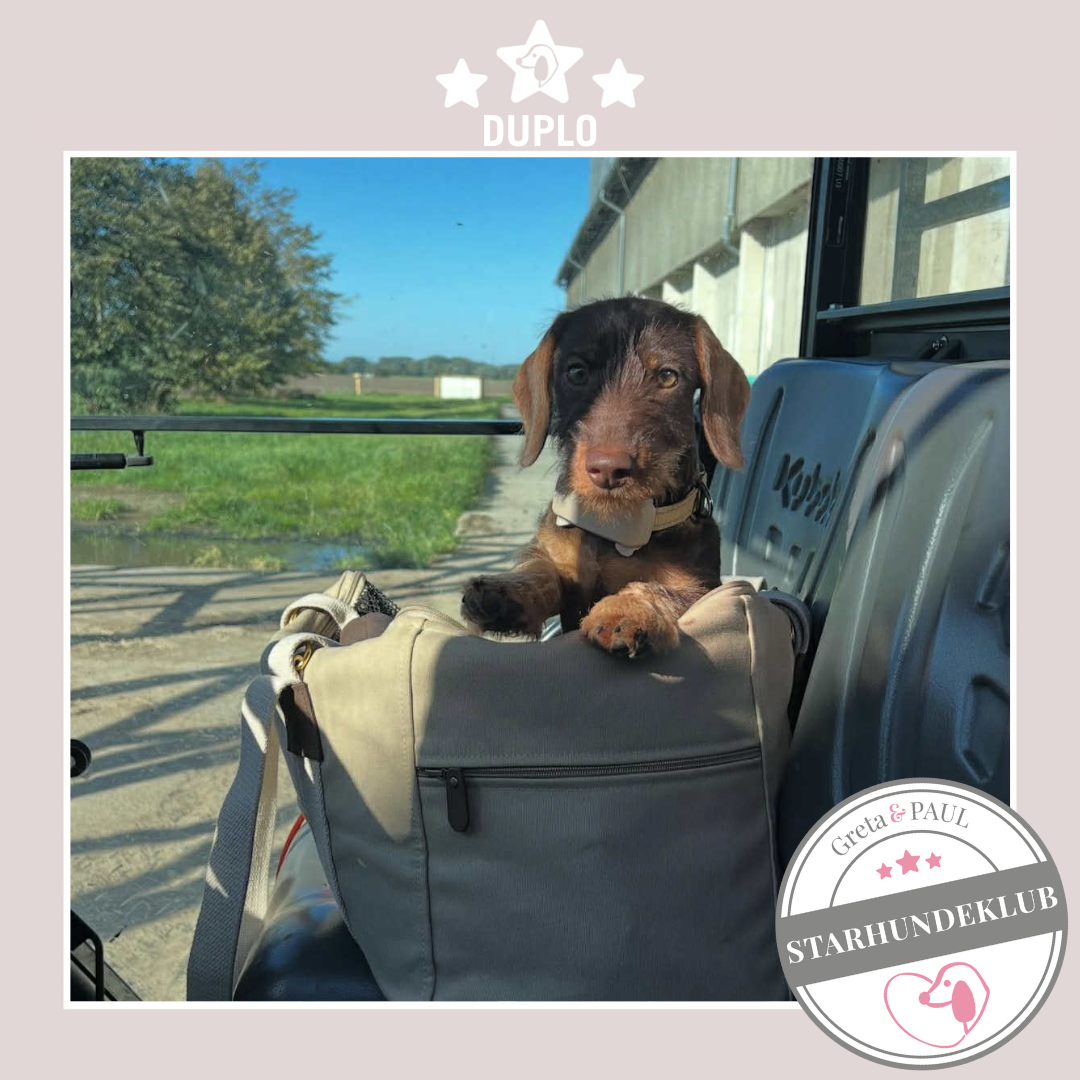 Starhundeklub-Mitglied Duplo in der handgefertigten Greta & PAUL Hundetasche.