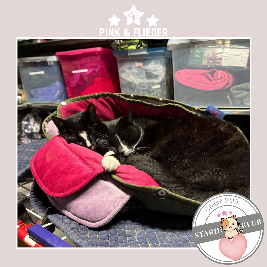 Starhundeklub-Mitglieder, die beiden Katzen liegen in den gemütlichen Samt-Inlays von Greta & PAUL.