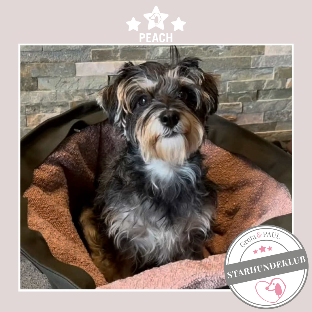 Starhundeklub-Mitglied Peach in der handgefertigten Greta & PAUL Hundetasche mit Bouclé-Inlay.