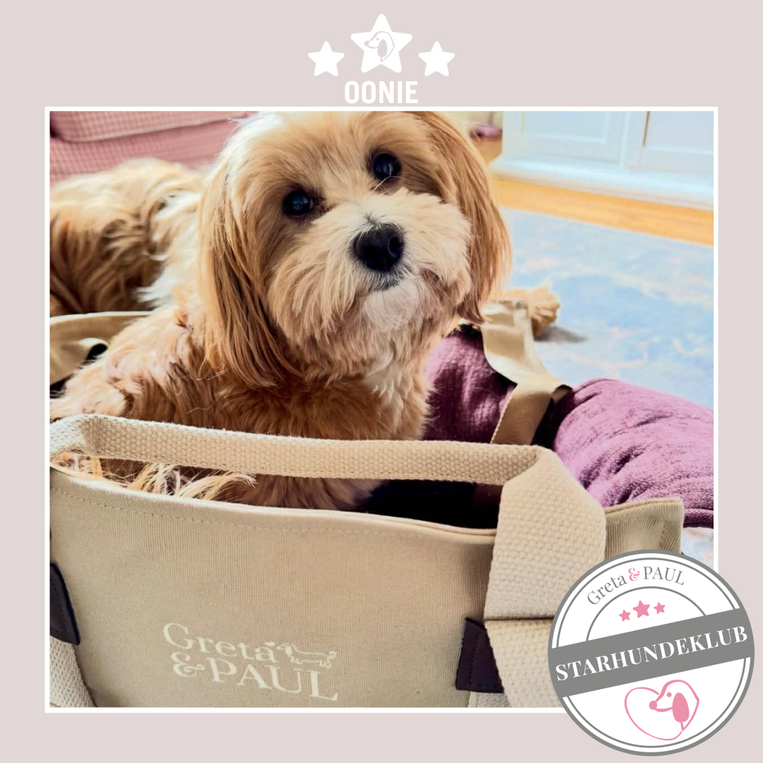 Starhundeklub-Mitglied Oonie in der handgefertigten beigefarbene Greta & PAUL Hundetasche mit Inlay.