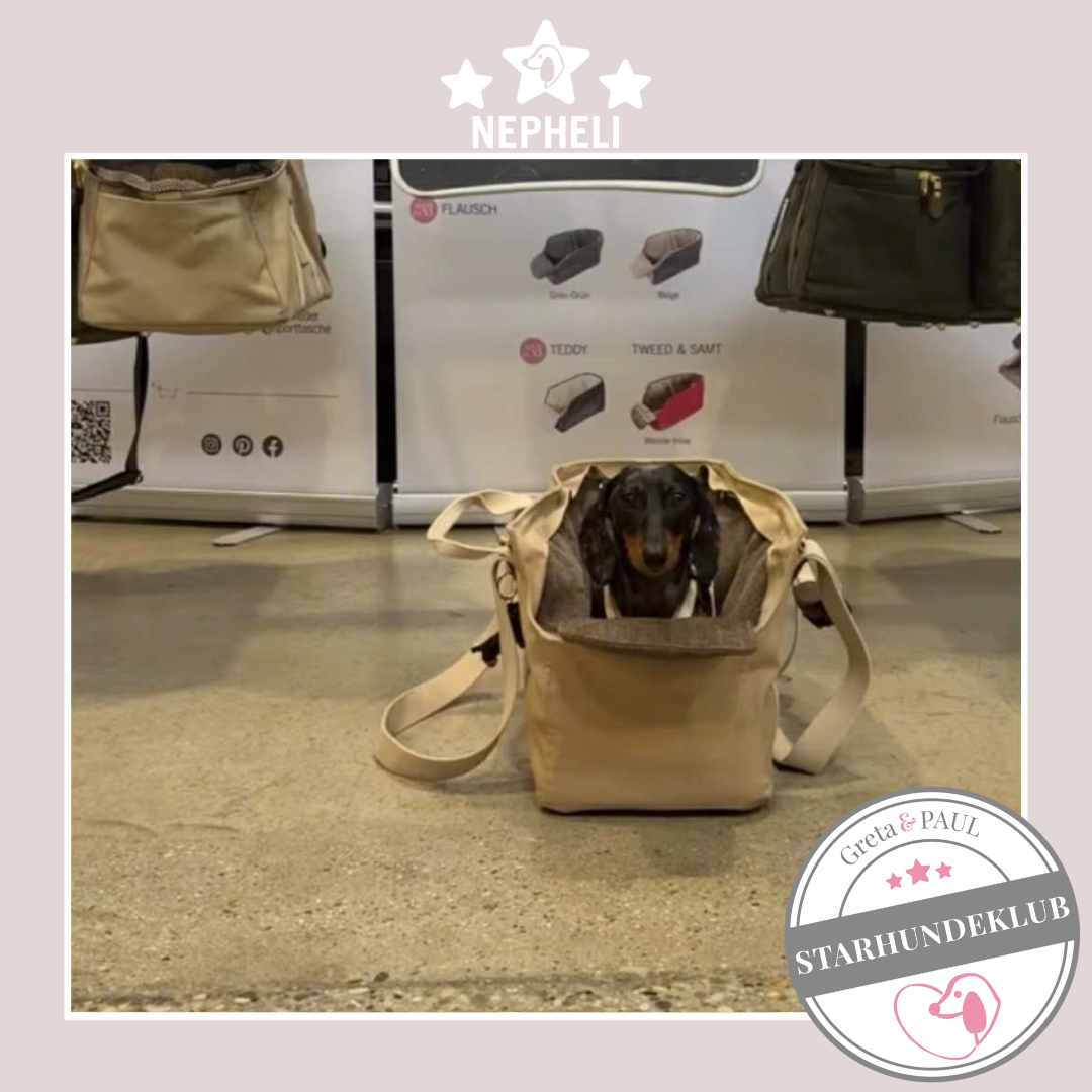 Starhundeklub-Mitglied Nepheli in der handgefertigten beigefarbenen Greta & PAUL Hundetasche mit Inlay.