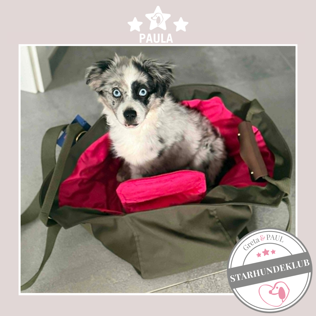 Starhundeklub-Mitglied Paula liegt in ihrer handgefertigten Greta & PAUL Canva Hundetasche.