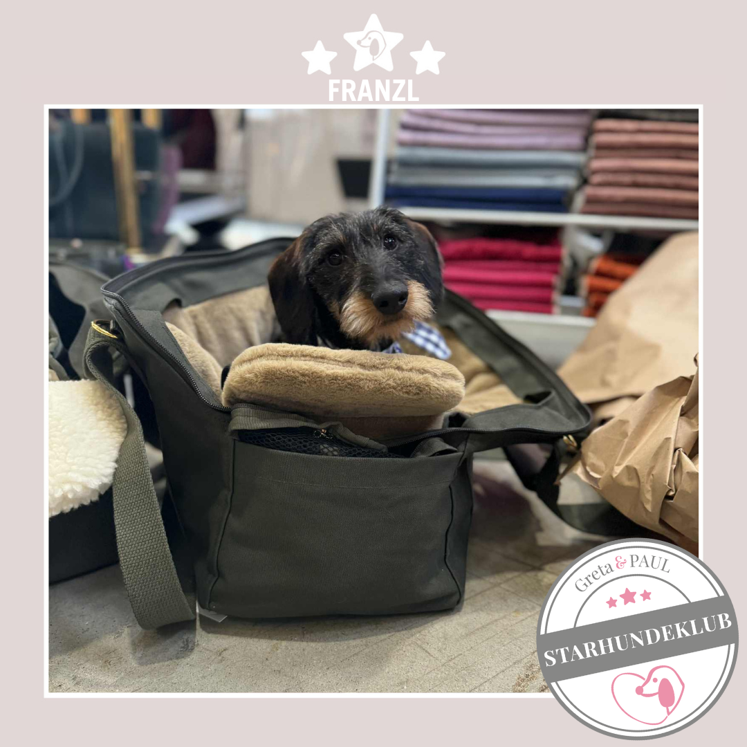 Starhundeklub-Mitglied Franzl in der Premium Hundetasche von Greta & PAUL.