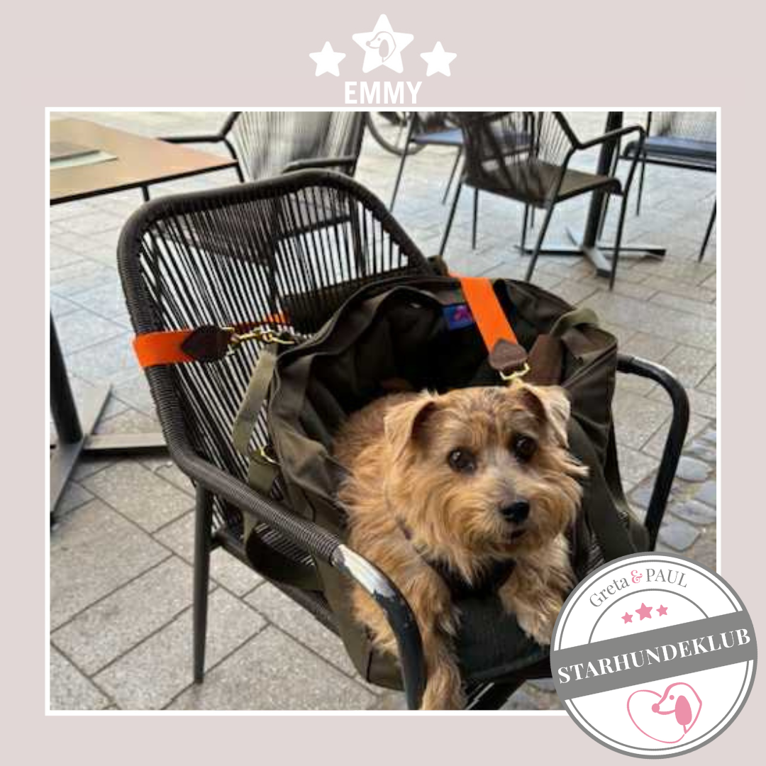 Starhundeklub-Mitglied Emmy in der handgefertigten Greta & PAUL Hundetasche mit Leinen-Inlay.