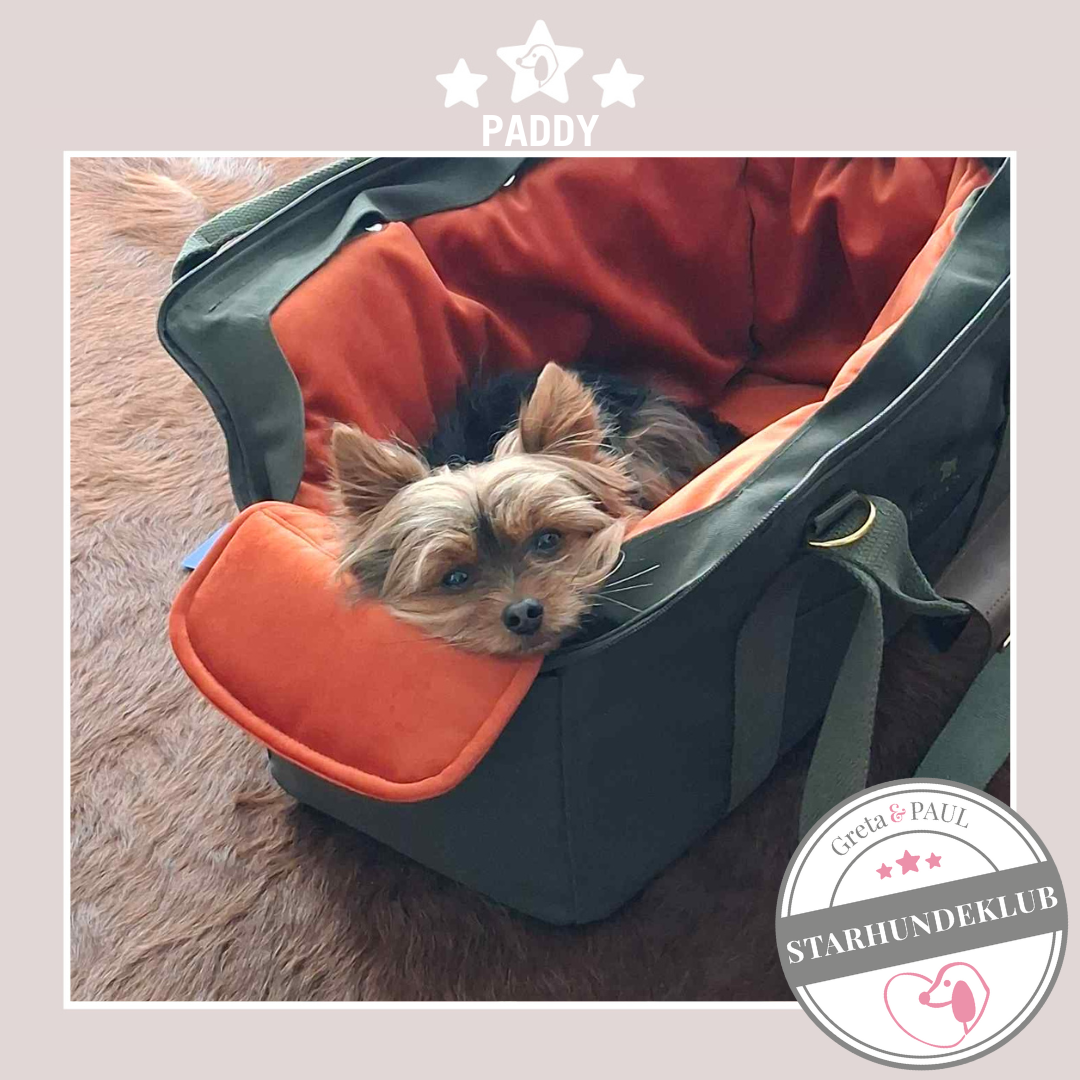 Starhundeklub-Mitglied Paddy in der handgefertigten Greta & PAUL Hundetasche mit Samt-Inlay.