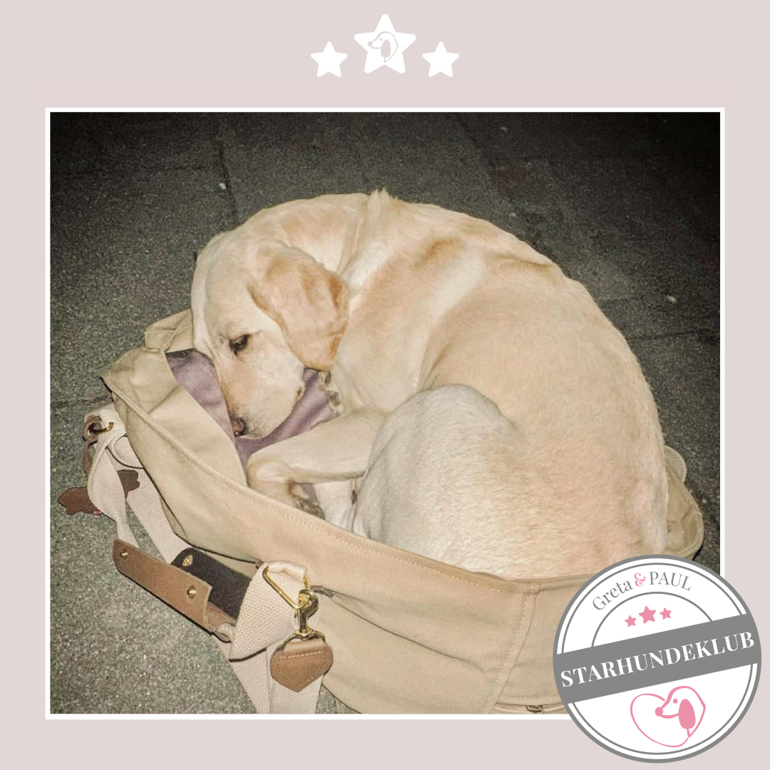 Starhundeklub-Mitglied mit unbekanntem Namen in der handgefertigten Greta & PAUL Hundetasche mit Samt-Inlay.