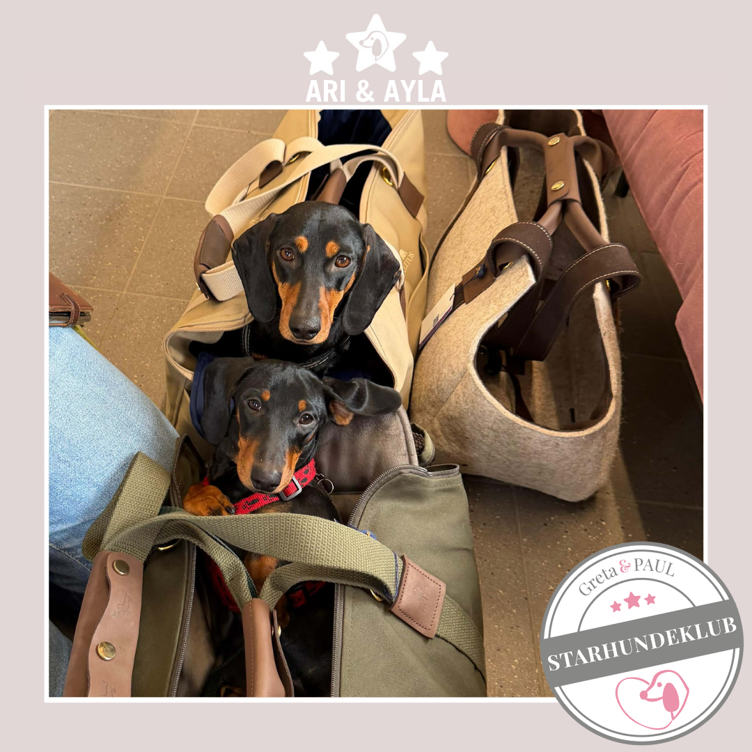 Starhundeklub-Mitglieder Ari & Ayla entspannen in ihren handgefertigten Greta & PAUL Premium Hundetaschen. Daneben steht noch Gretas Luxus Lodentasche.