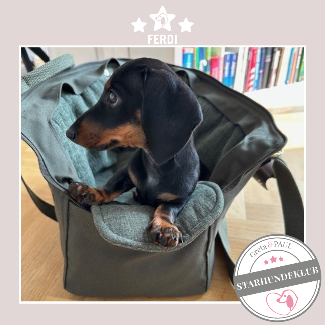 Starhundeklub-Mitglied Ferdi, liegt in einer gemütlichen, handgefertigten Hundetasche in Khaki von Greta & PAUL.