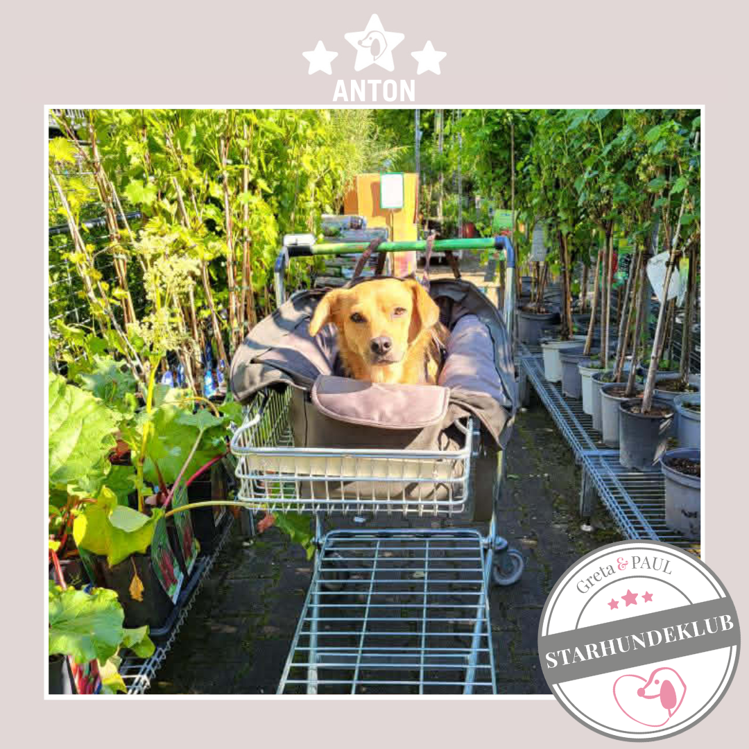 Starhundeklub-Mitglied Anton liegt in seiner handgefertigten Greta & PAUL Premium Hundetasche mit Samt-Inlay.