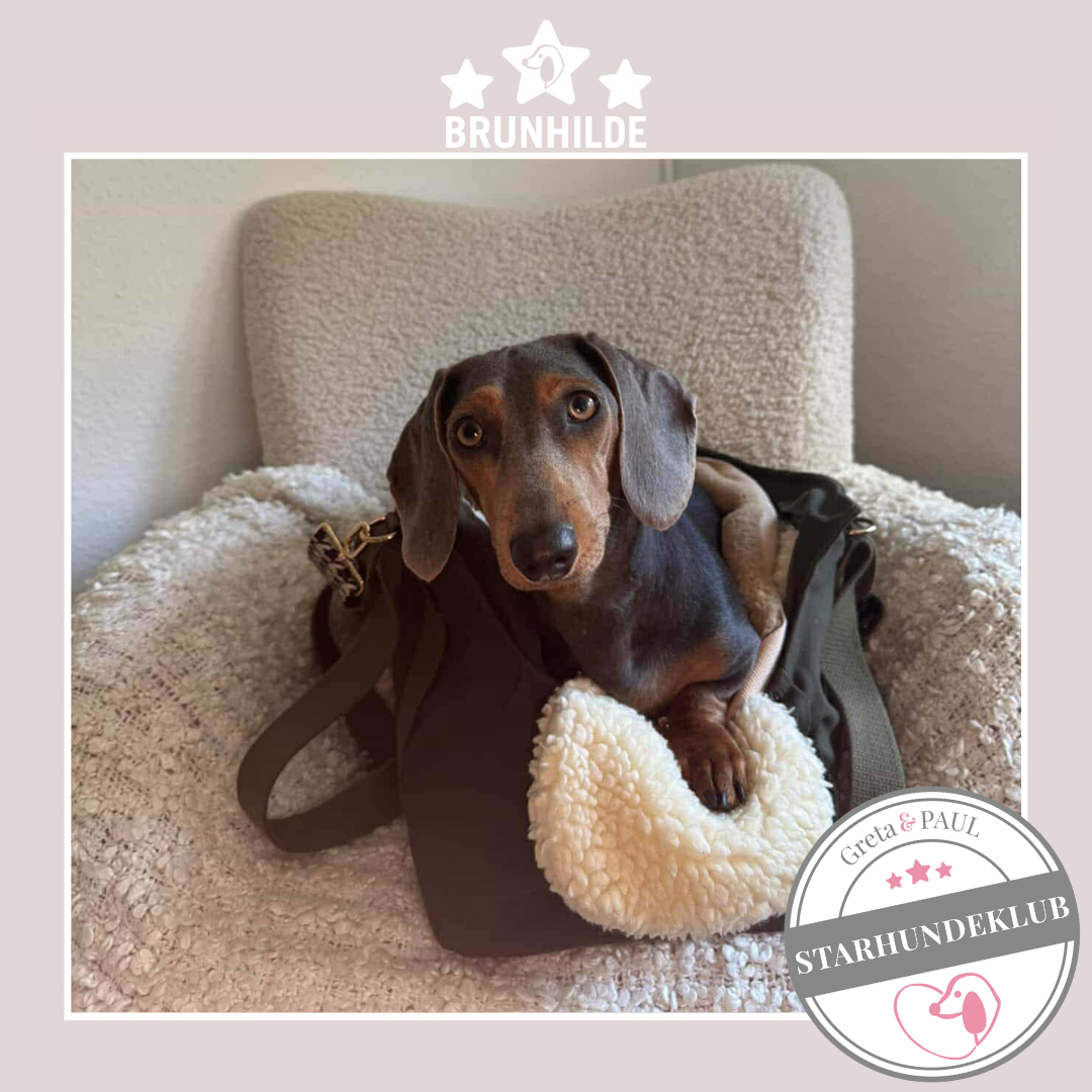 Starhundeklub-Mitglied Brunhilde liegt entspannt in ihrer handgefertigten Greta & PAUL Hundetasche mit flauschigem Inlay.