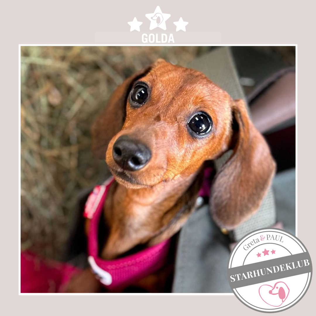 Starhundeklub-Mitglied Golda guckt aus ihrer gemütlichen Canvas-Hundetasche von Greta & PAUL.