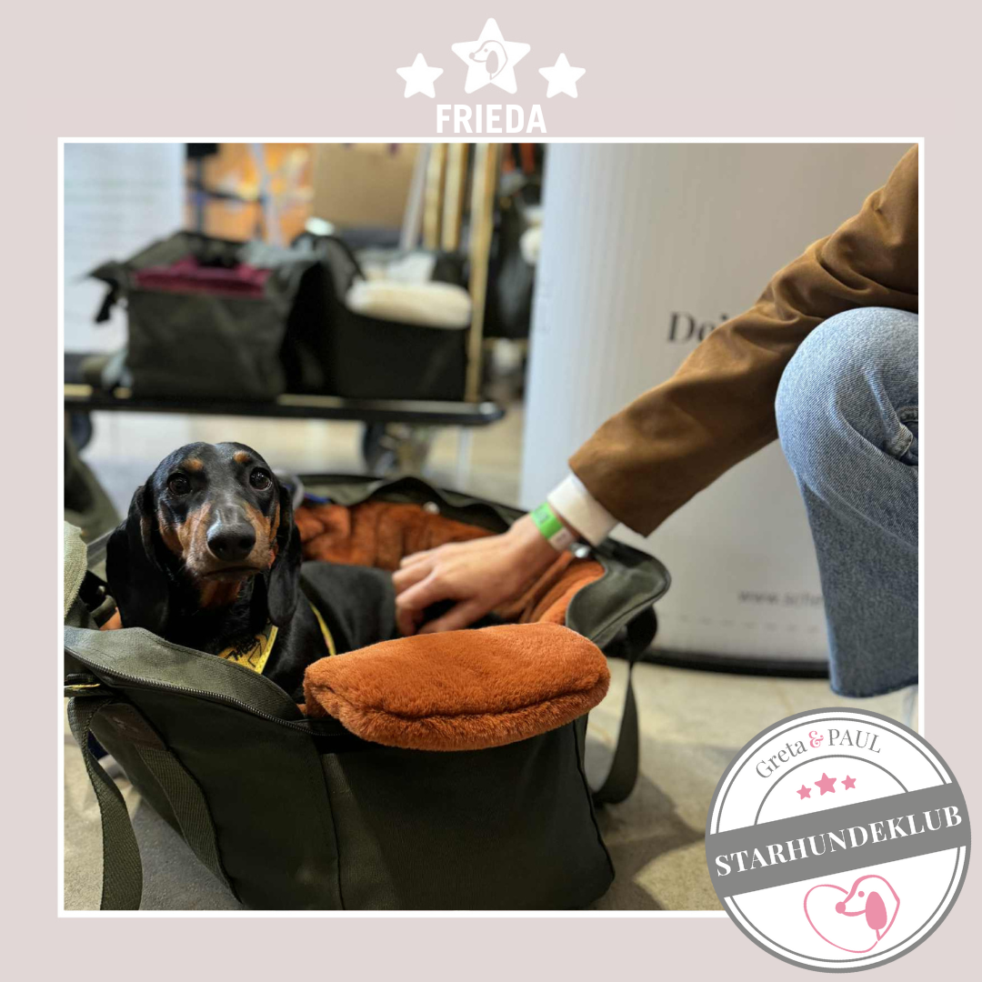 Starhundeklub-Mitglied Frieda in der khakifarbenen Hundetasche mit Flausch-Inlay.