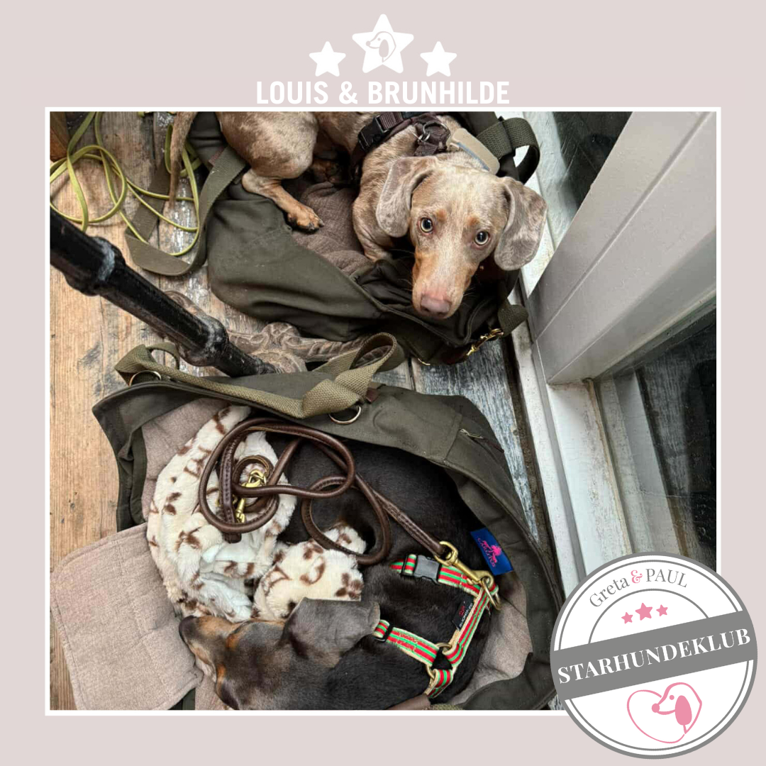 Starhundeklub-Mitglieder Louis & Brunhilde liegen entspannt in ihren handgefertigten Greta & PAUL Hundetaschen.