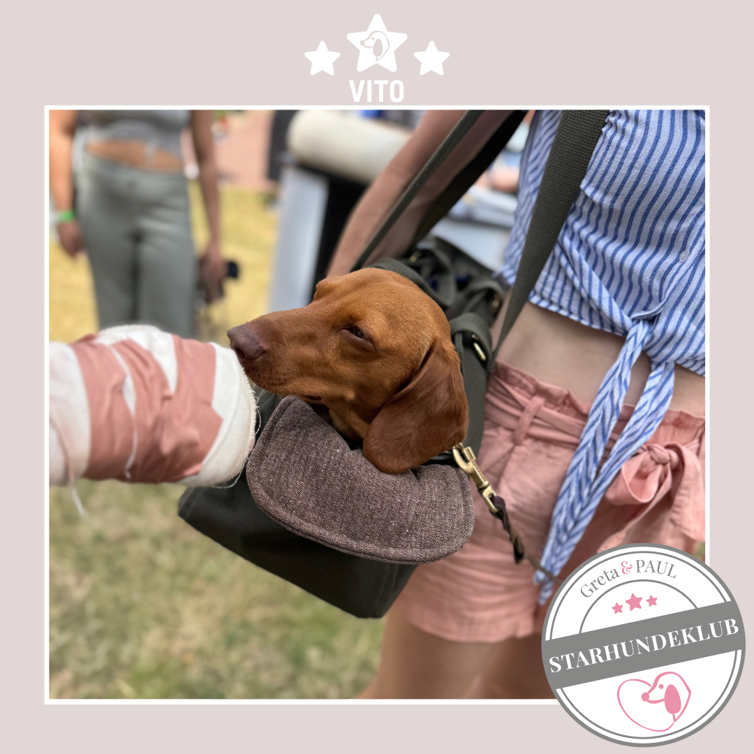 Starhundeklub-Mitglied Vito liegt in einer gemütlichen, handgefertigten Canvas-Hundetasche von Greta & PAUL.