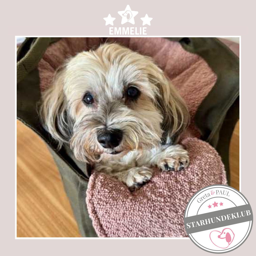 Starhundeklub-Mitglied Emmelie in der handgefertigten Greta & PAUL Hundetasche mit Bouclé-Inlay.