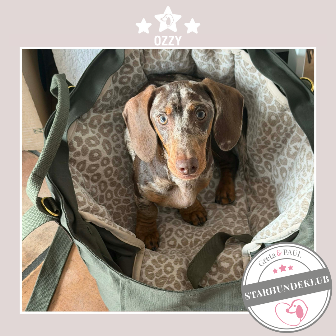 Starhundeklub-Mitglied Ozzy sitzt in seiner handgefertigten Greta & PAUL Premium Hundetasche mit Wild-Leo Inlay.
