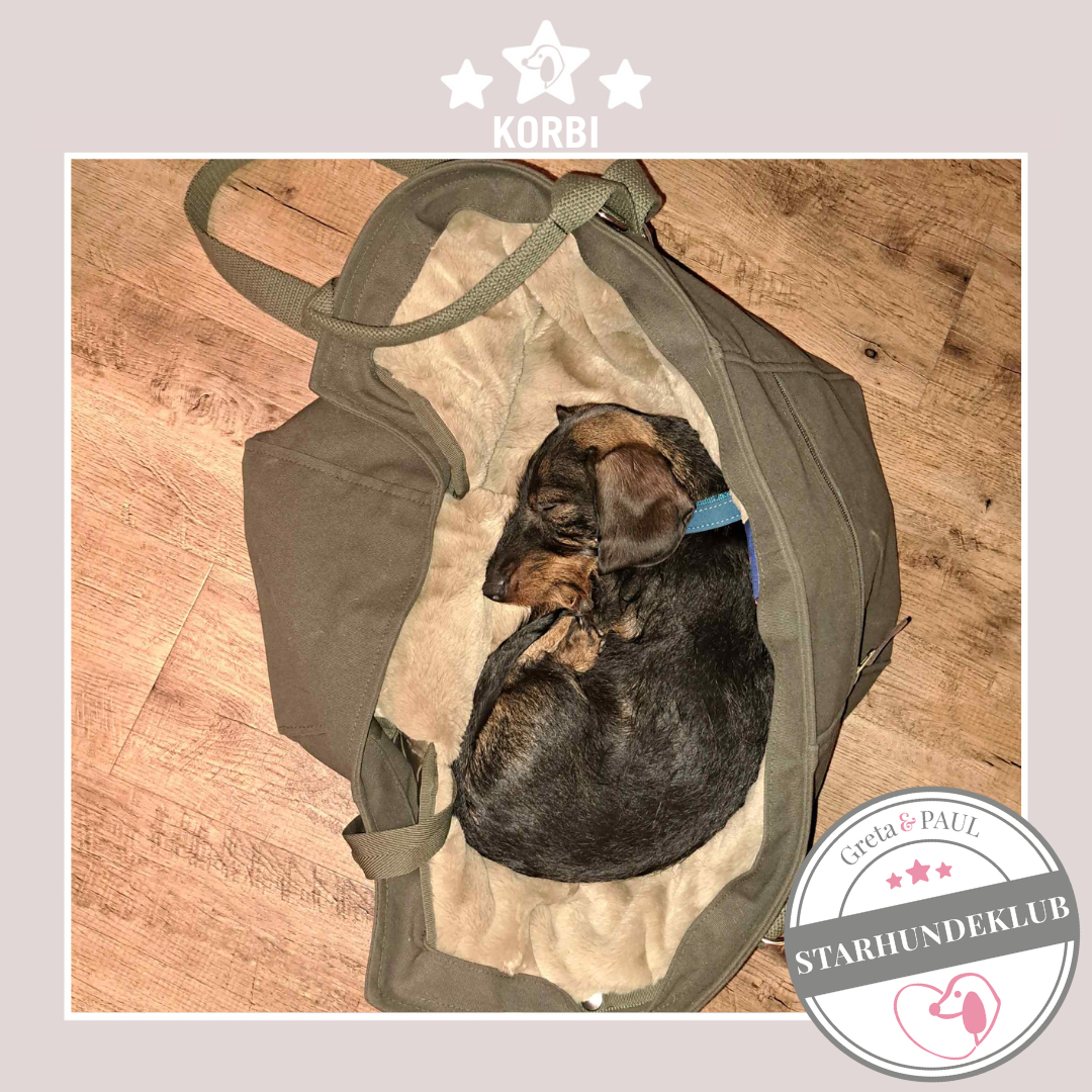 Starhundeklub-Mitglied Korbi in der handgefertigten Greta & PAUL Hundetasche mit Flausch-Inlay.
