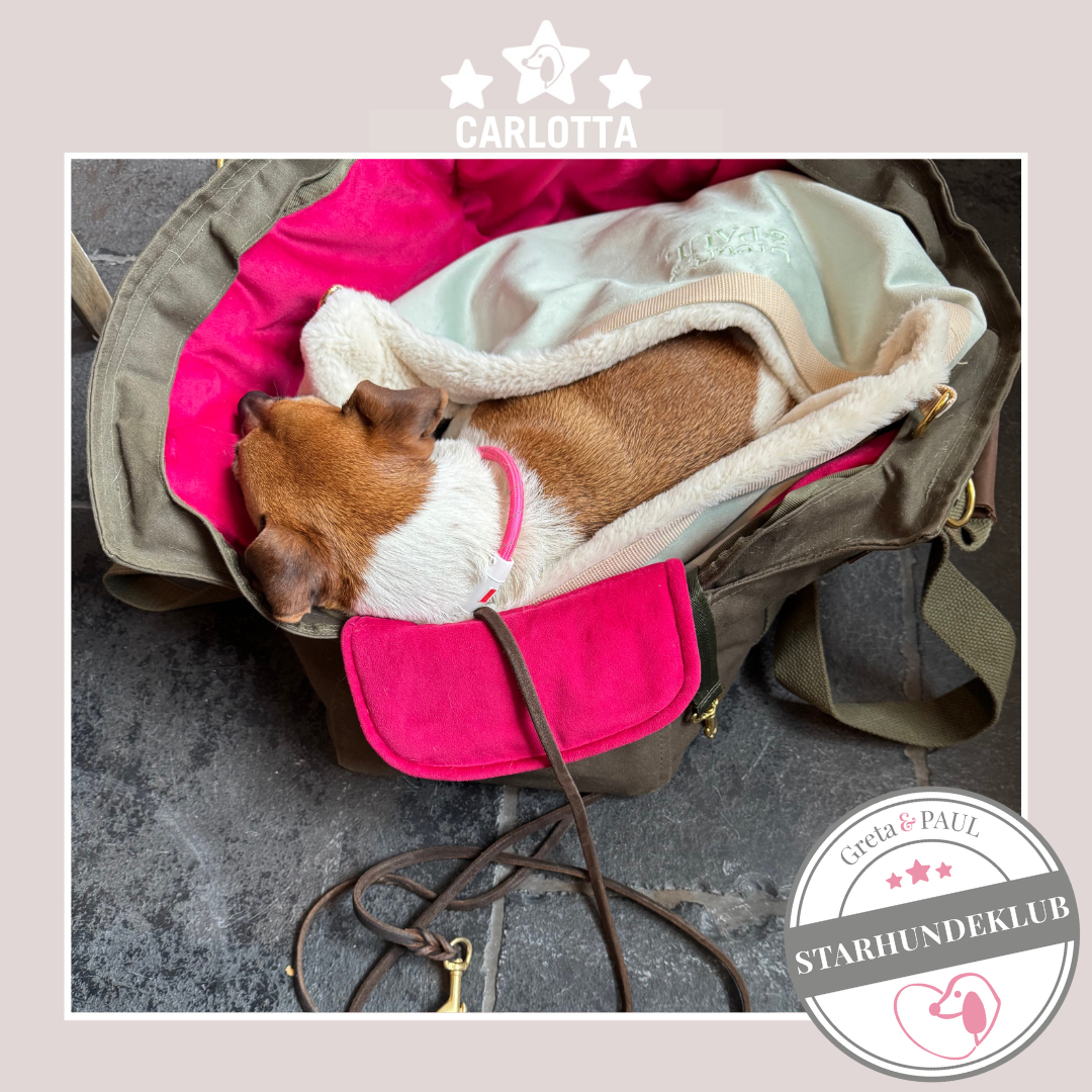 Starhundeklub-Mitglied Carlotta liegt in ihrer gemütlichen Canvas-Hundetasche von Greta & PAUL.