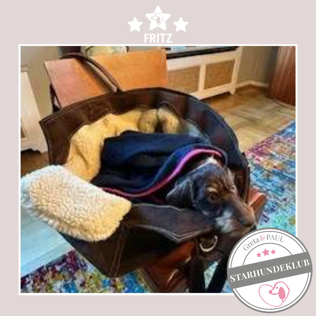 Starhundeklub-Mitglied Fritz in der handgefertigten Greta & PAUL Hundetasche mit Flausch-Inlay.