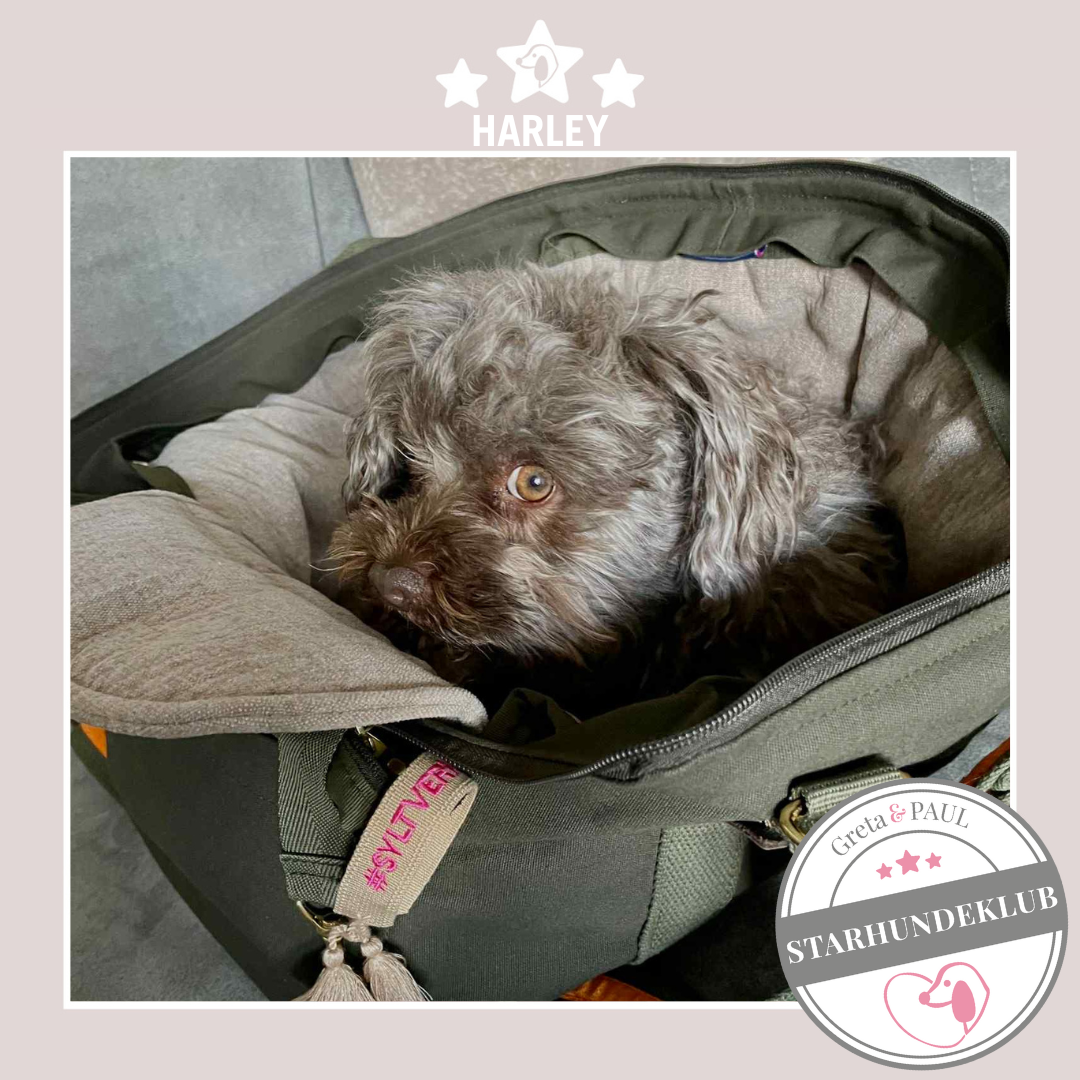 Starhundeklub-Mitglied Harley in der handgefertigten Greta & PAUL Hundetasche mit Leinen-Inlay.