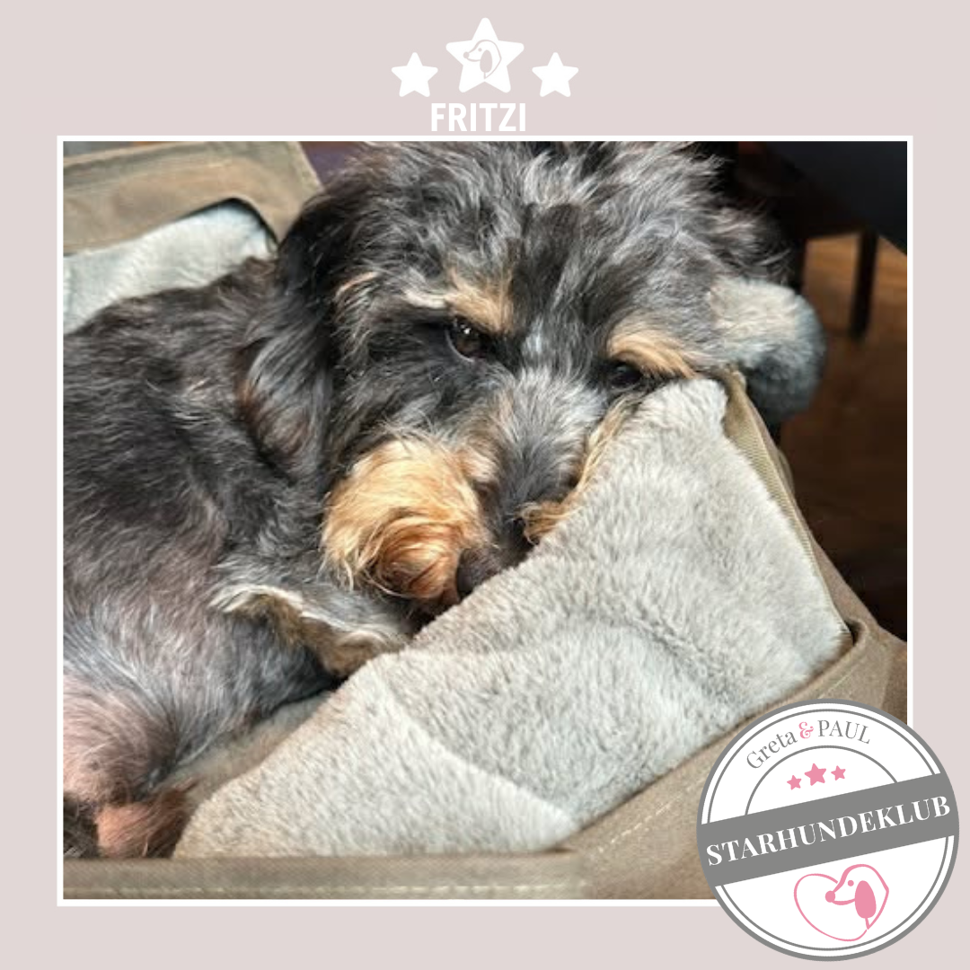 Starhundeklub-Mitglied Fritzi liegt in ihrer handgefertigten Greta & PAUL Canva Hundetasche.