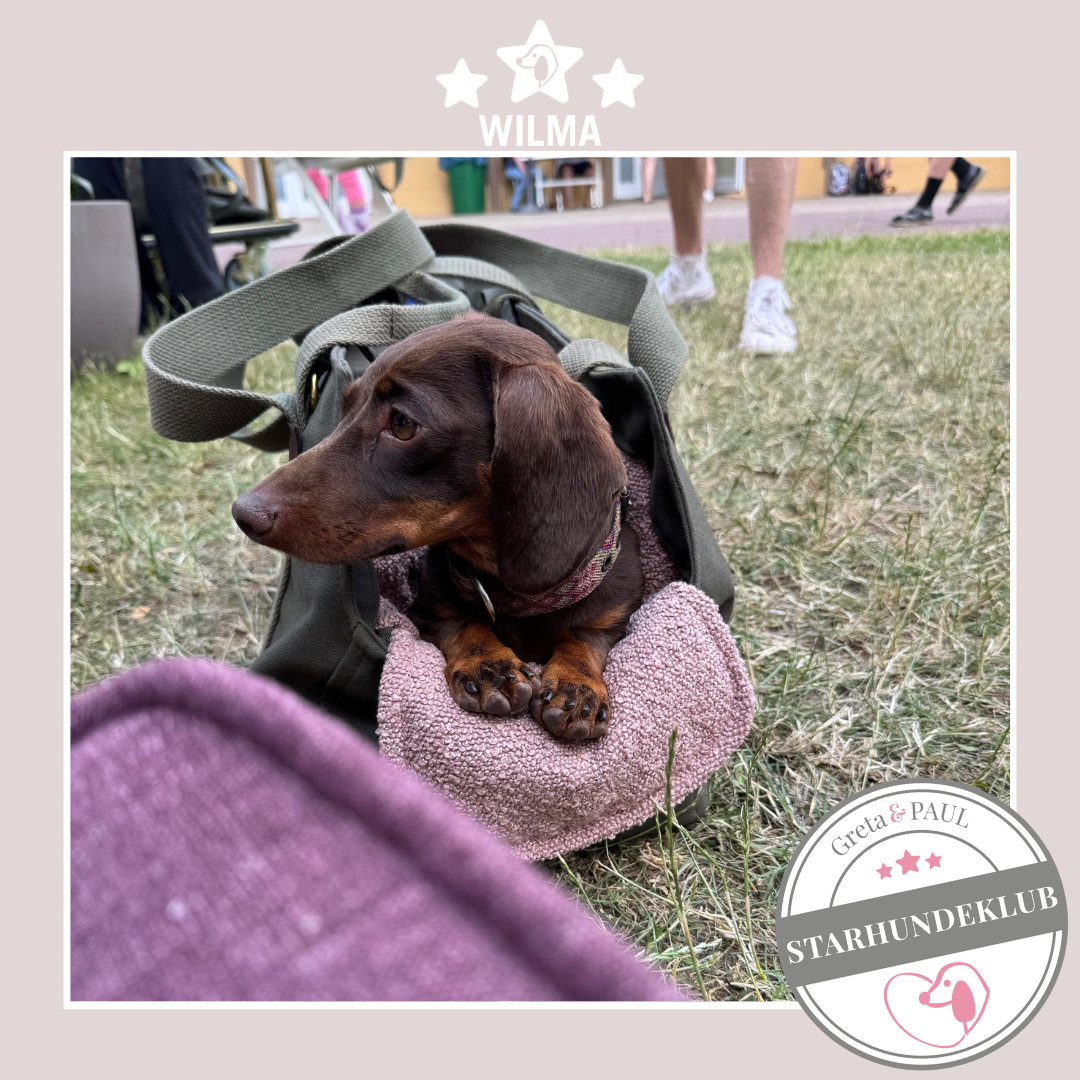 Starhundeklub-Mitglied Wilma liegt in einer gemütlichen, handgefertigten Premium-Hundetasche von Greta & PAUL.