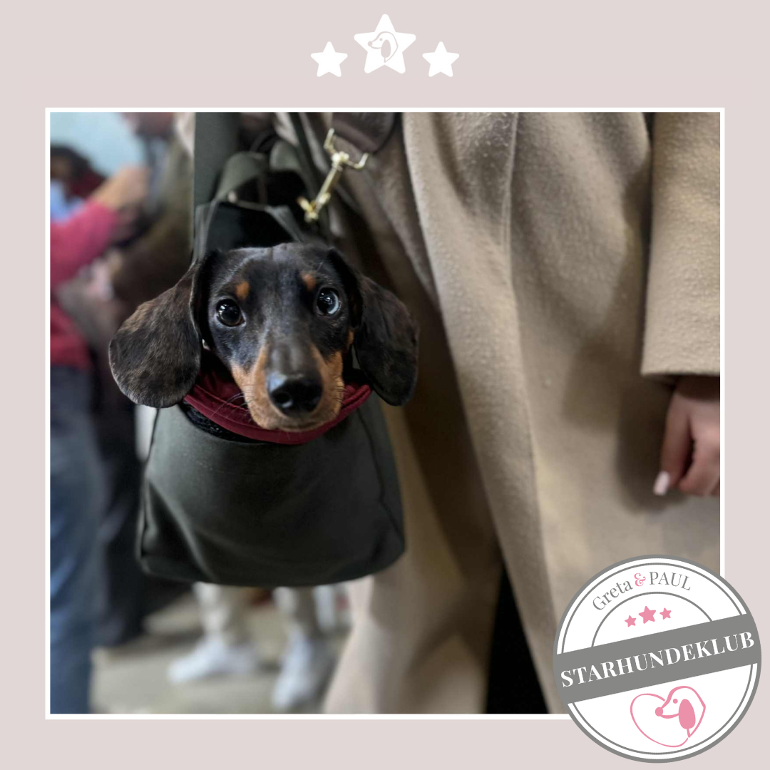 Starhundeklub-Mitglied mit unbekanntem Namen in der handgefertigten Greta & PAUL Hundetasche mit very-berry-farbenem Samt-Inlay.