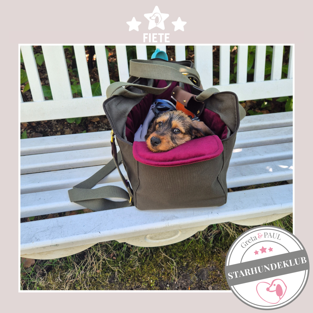 Starhundeklub-Mitglied Fiete, liegt in ihrer gemütlichen, handgefertigten Hundetasche in Khaki von Greta & PAUL.