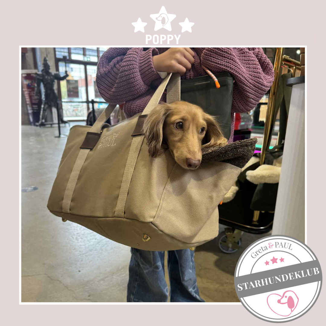 Starhundeklub-Mitglied Poppy in beigefarbenen Hundetasche mit Inlay.