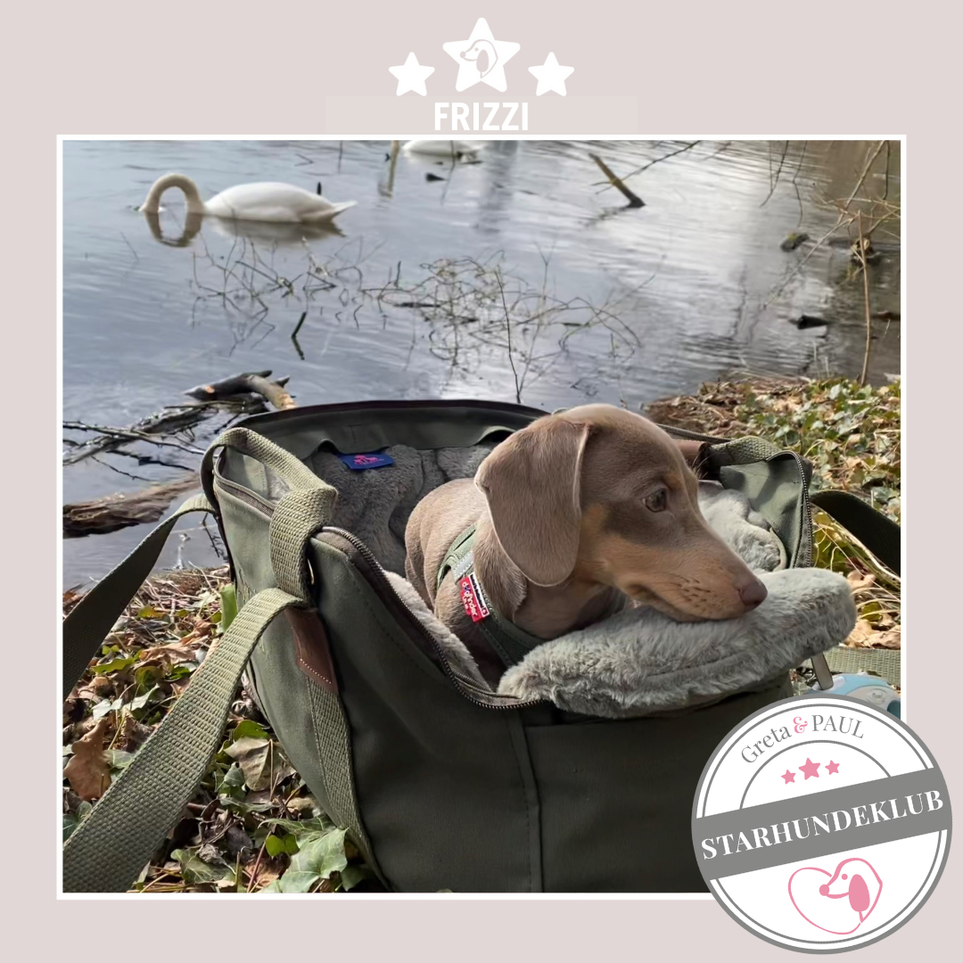 Starhundeklub-Mitglied Frizzi guckt aus ihrer gemütlichen Canvas-Hundetasche von Greta & PAUL.