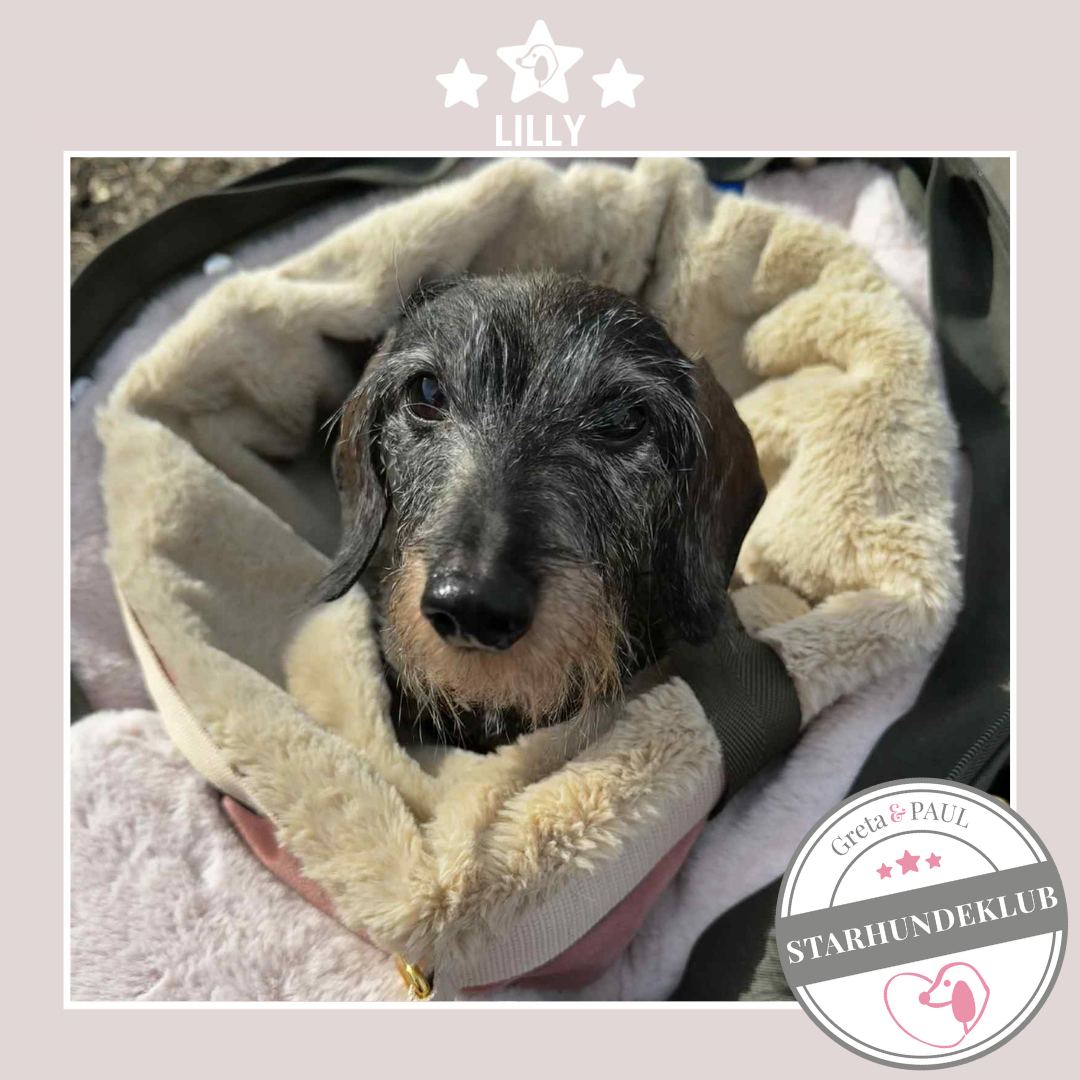 Starhundeklub-Mitglied Lilly in der handgefertigten Greta & PAUL Hundetasche mit Teddyfell-Inlay.