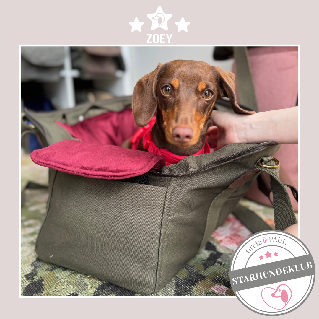 Starhundeklub-Mitglied Zoey liegt in einer gemütlichen, handgefertigten Canvas-Hundetasche von Greta & PAUL.