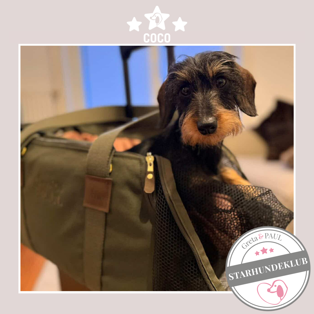 Starhundeklub-Mitglied Coco liegt in ihrer handgefertigten Greta & PAUL Canva Flug-Hundetasche.