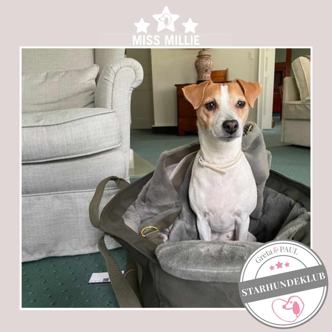 Starhundeklub-Mitglied Miss Millie guckt aus ihrer gemütlichen Canvas-Hundetasche von Greta & PAUL.