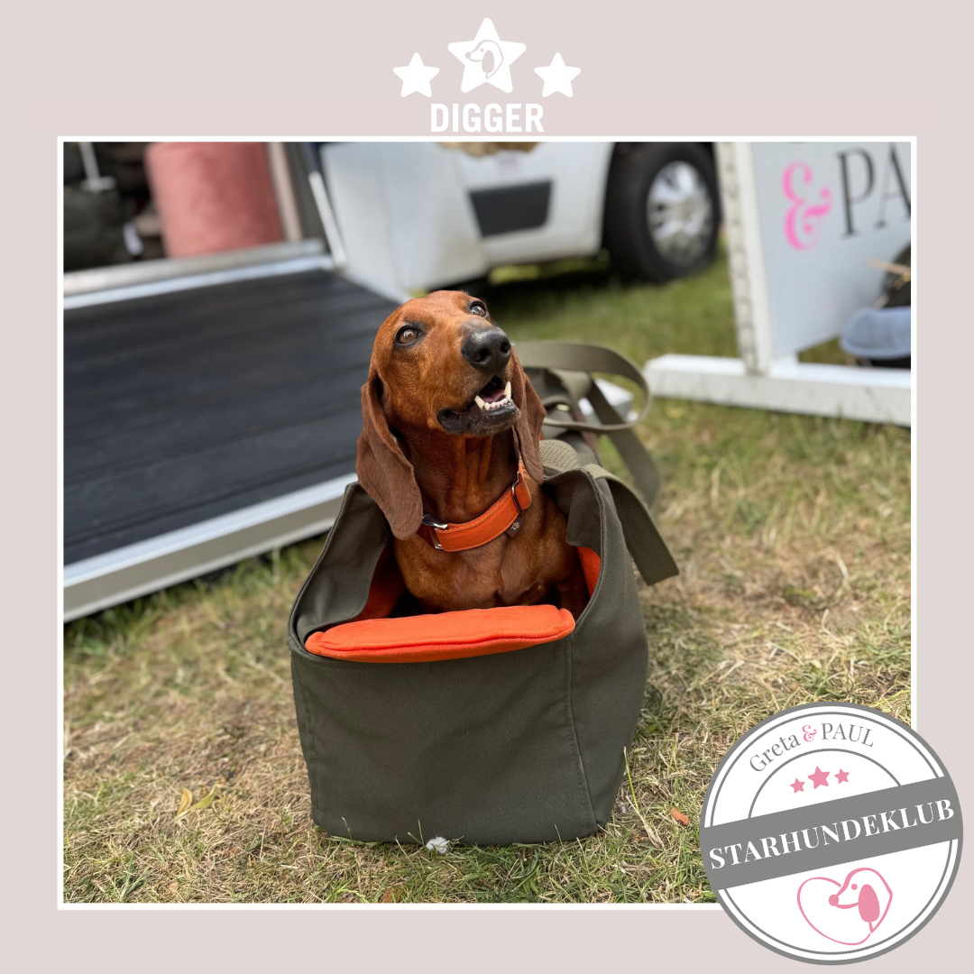 Starhundeklub-Mitglied Digger liegt in einer gemütlichen, handgefertigten Canvas-Hundetasche von Greta & PAUL.