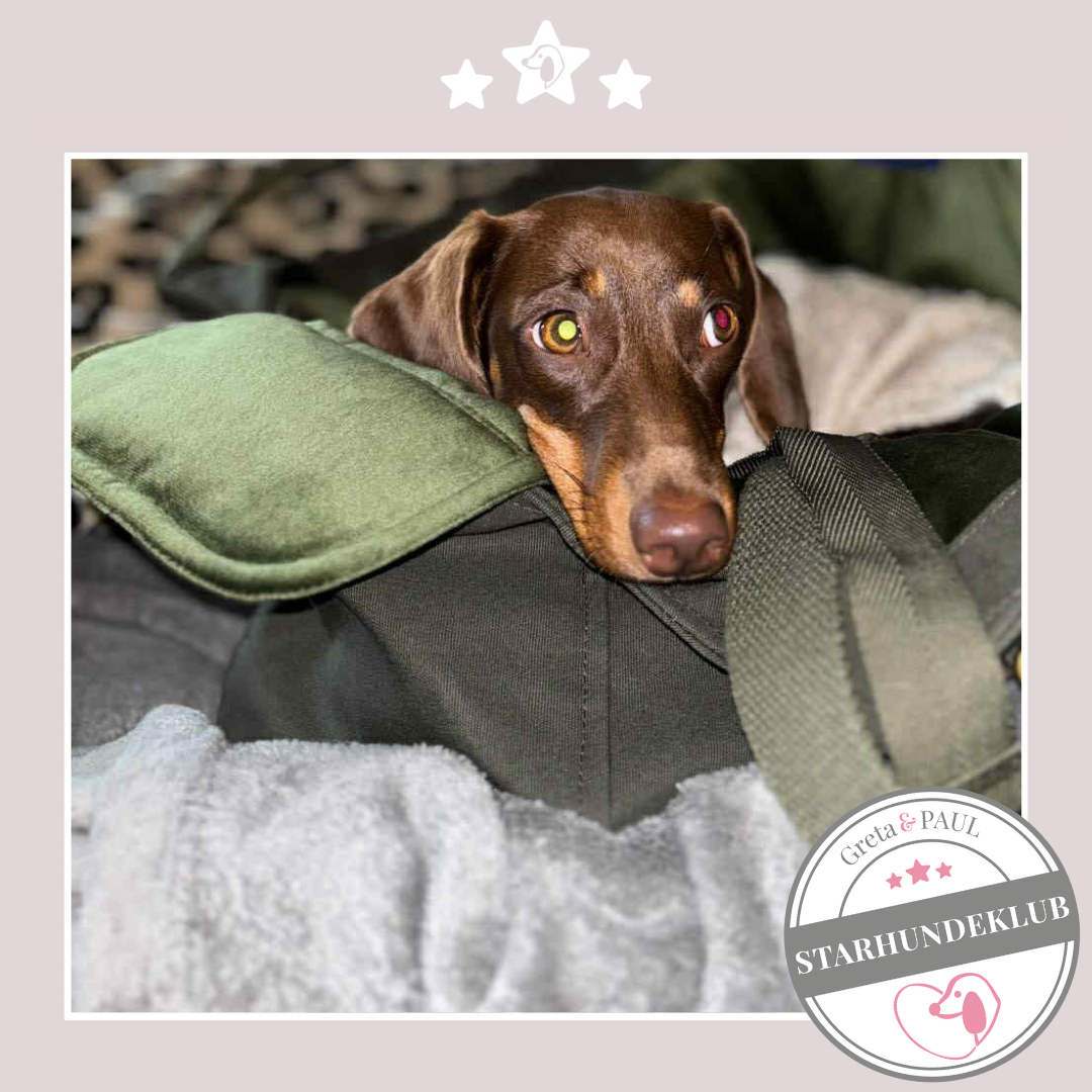 Starhundeklub-Mitglied mit unbekanntem Namen in der handgefertigten Greta & PAUL Hundetasche mit olivgrünem Samt-Inlay.
