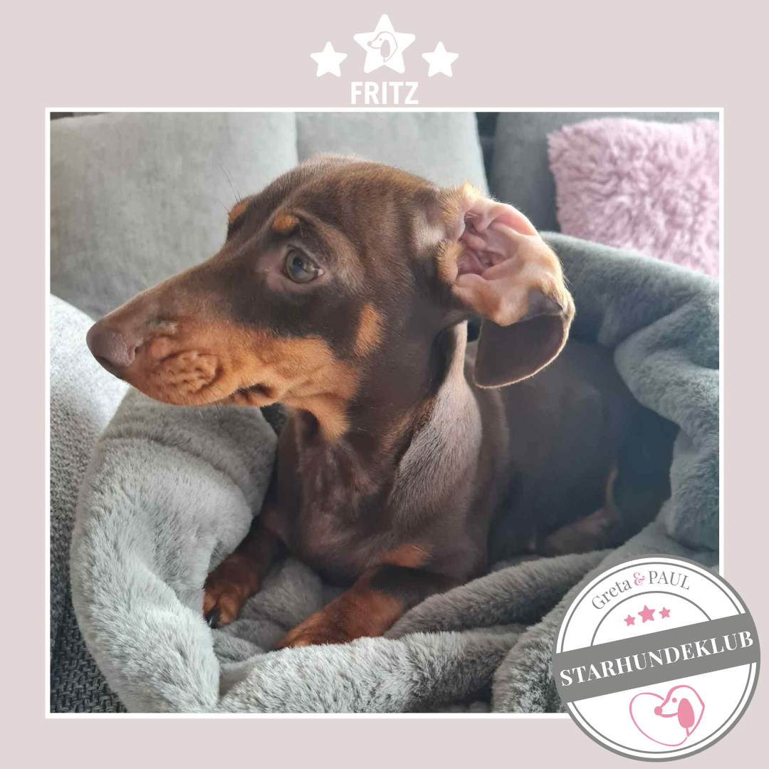 Starhundeklub-Mitglied Fritz im Flausch-Wende Säckchen von Greta & PAUL.