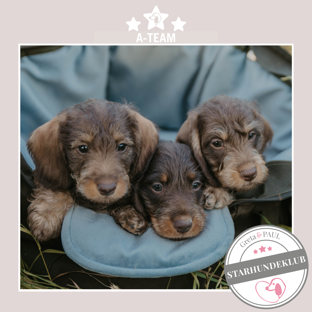 Starhundeklub-Mitglieder des A-Teams gucken aus ihrer gemütlichen Canvas-Hundetasche von Greta & PAUL.