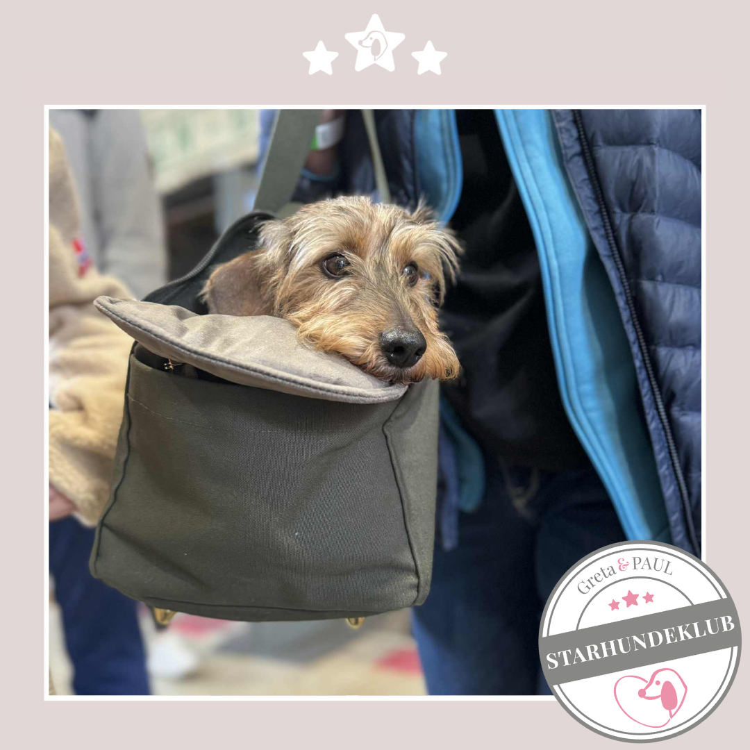 Starhundeklub-Mitglied mit unbekanntem Namen in der handgefertigten Greta & PAUL Hundetasche mit anthrazitfarbenem Samt-Inlay.