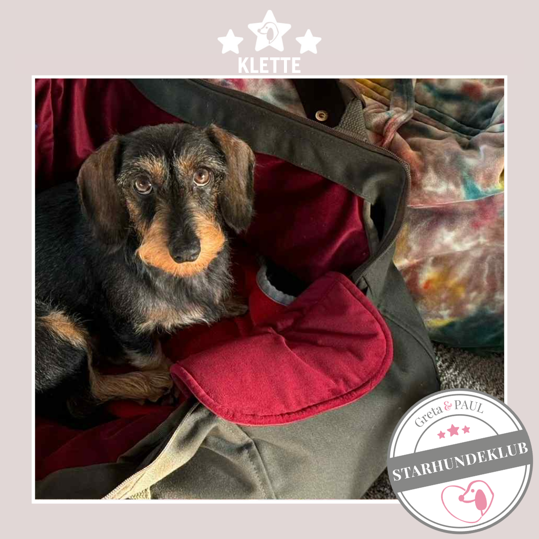 Starhundeklub-Mitglied Klette: Rauhaardackel in der handgefertigten Greta & PAUL Hundetasche mit Samt-Inlay.