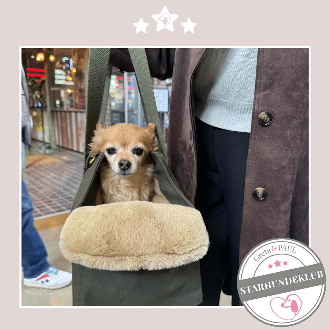 Starhundeklub-Mitglied (Name unbekannt) in der Hundetasche mit Flausch-Inlay.