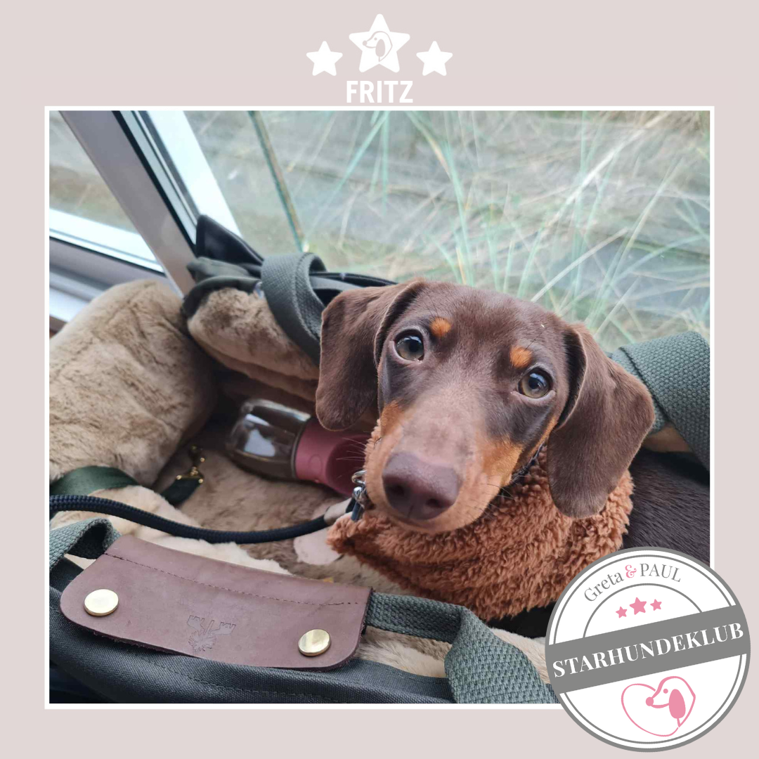 Starhundeklub-Mitglied Fritz in der handgefertigten Greta & PAUL Hundetasche mit Flausch-Inlay.
